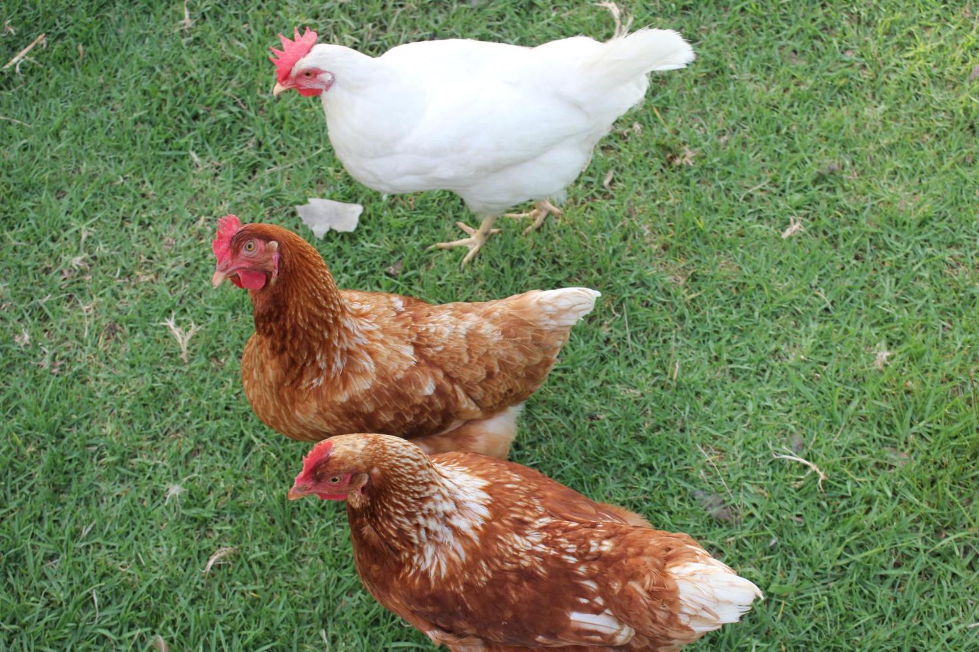 מורויה Bryn Glas Farm Stay מראה חיצוני תמונה