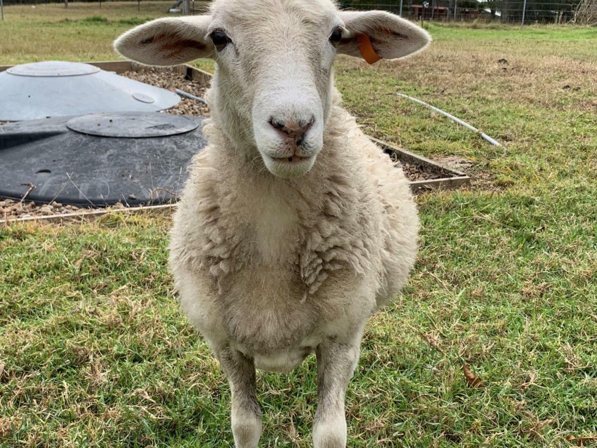 מורויה Bryn Glas Farm Stay מראה חיצוני תמונה